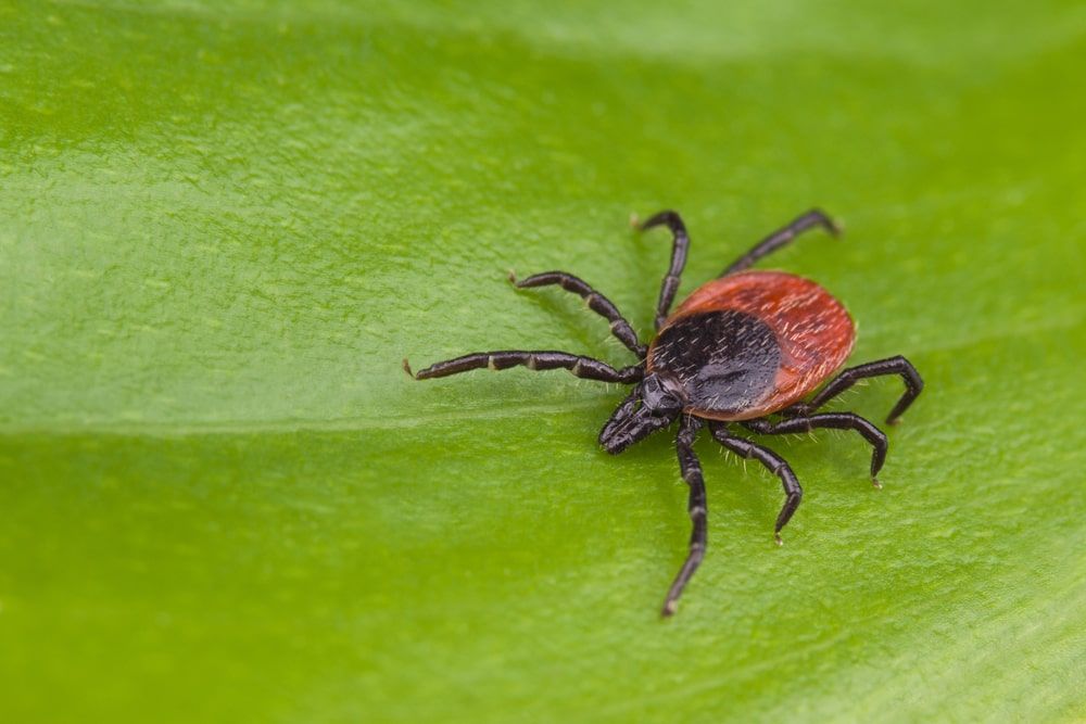 Tick on leaf